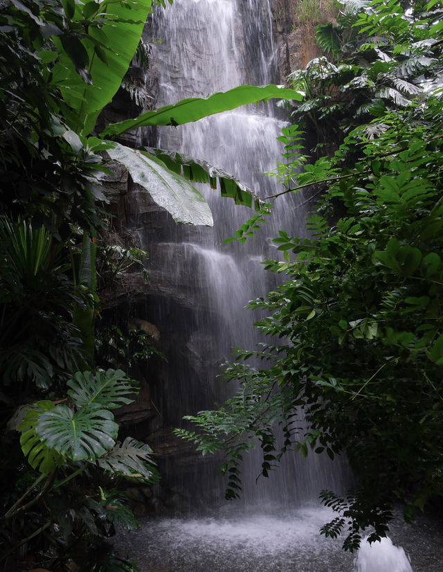 在雲南，我闖入了一片藏在穹頂下的熱帶雨林
