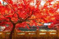 常熟興福寺璀璨秋色：紅楓與古寺的完美交融