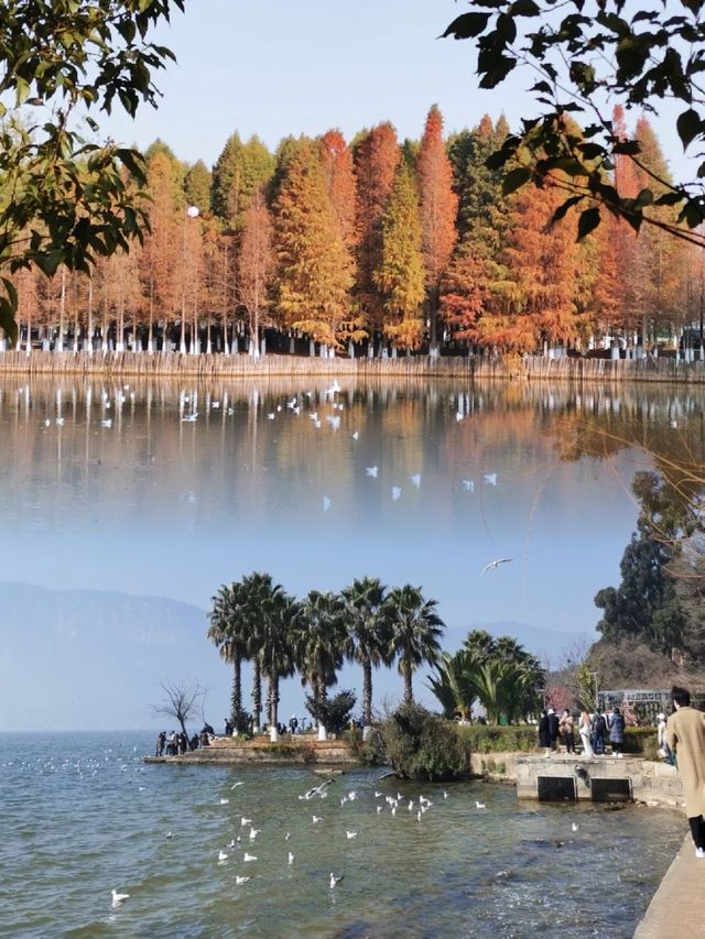 海洪濕地最浪漫的紅杉林，已成為滇池北岸最美的風景線