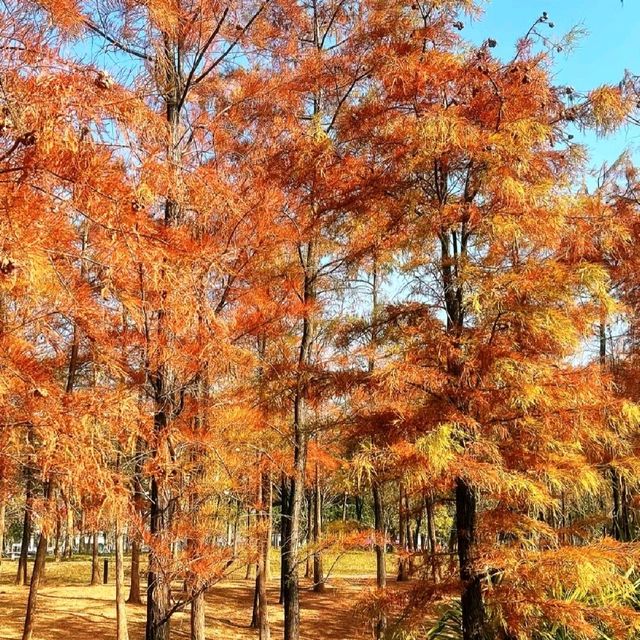 ✨深圳蓮花山公園~美如冬日油畫落羽杉✨