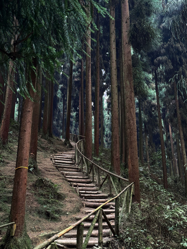 不用去挪威，在彭州也有自己的森林