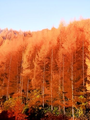 光霧山：3天邂逅一場秋天的童話