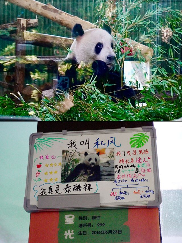 性價比超級高的地方|上海動物園