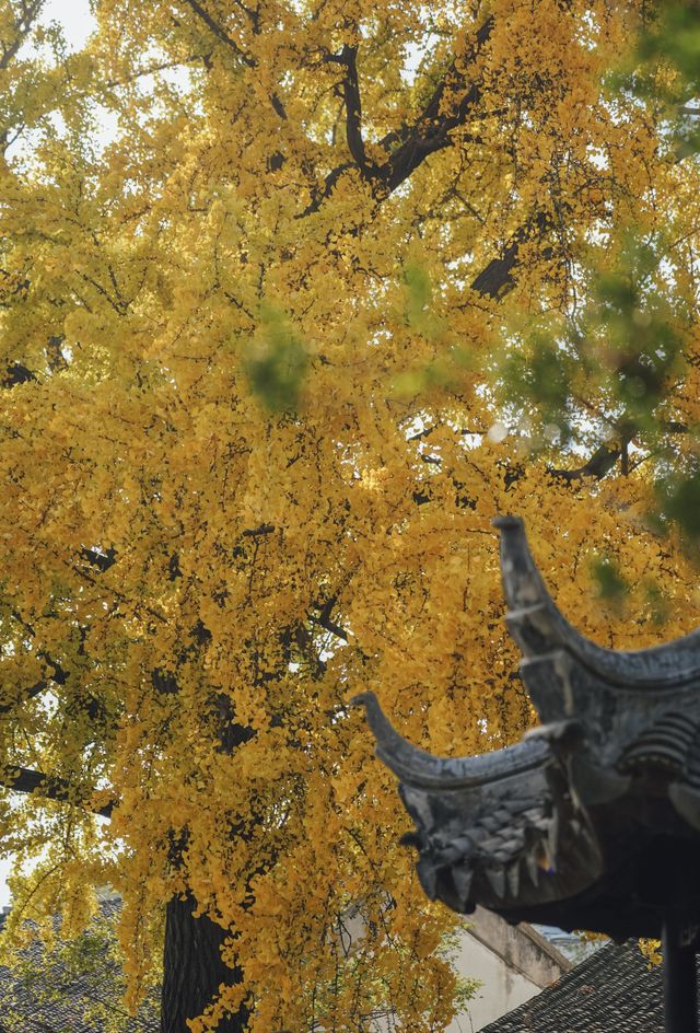 蘇州銀杏季|怡園的300歲銀杏披上金甲！