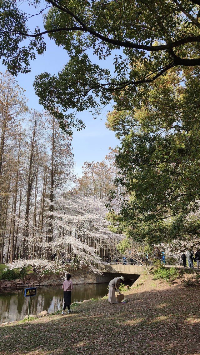 春天的共青森林公園，到哪裡都是風景，71