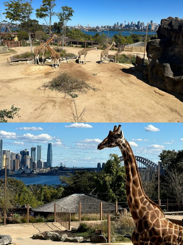 與袋鼠和考拉親密接觸吧｜澳大利亞｜悉尼｜塔龍加動物園