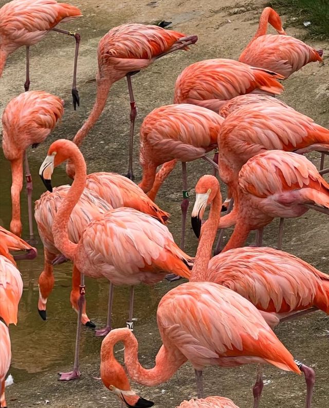 武漢動物園去了哇塞⊙ω⊙