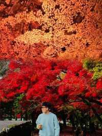 全球追秋｜東京八芳園紅葉祭來啦