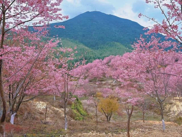 三明看絕美櫻花