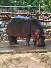 超治癒的動物園之行