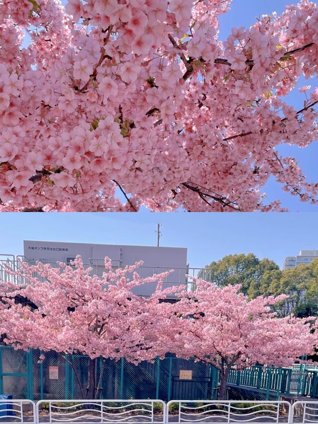日本早櫻已盛開，愛櫻花的你還不來嗎？