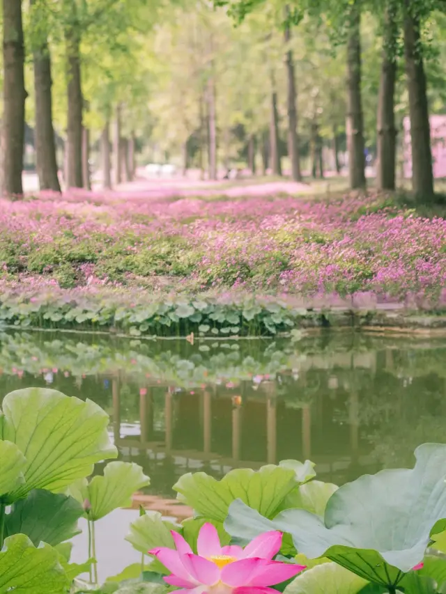 成都今日實拍：望江樓公園的梅花進入盛放期！