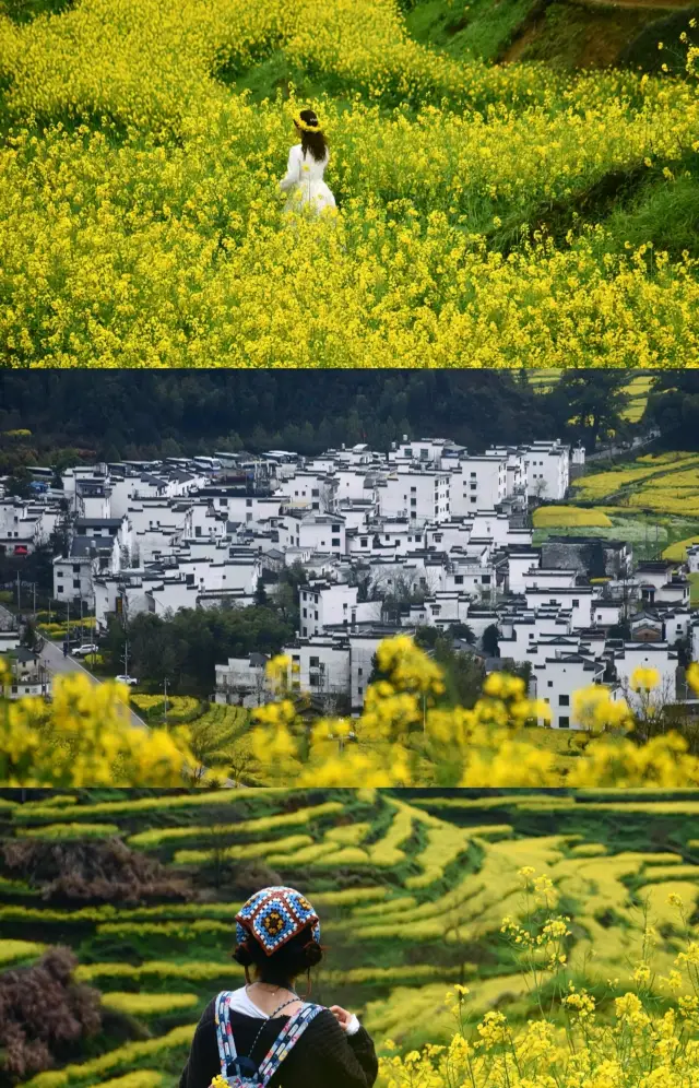 The rapeseed flowers in Wuyuan are blooming, hurry and bring your family to enjoy the spring