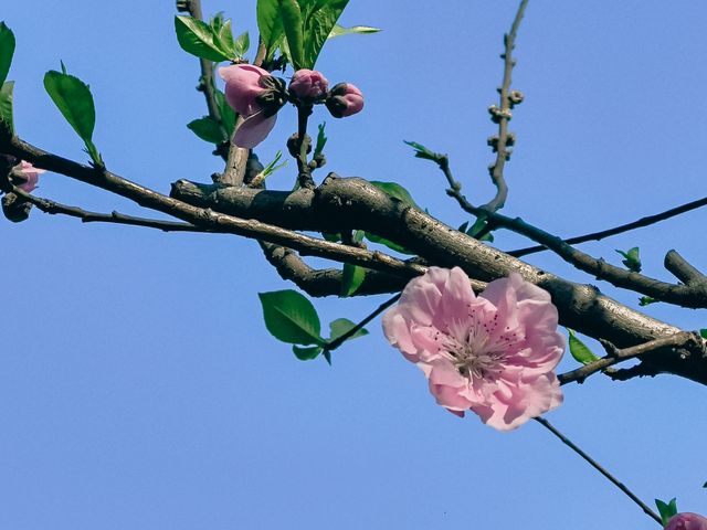 烏山風景區，賞花好去處