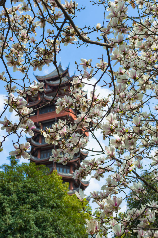 春遊記成都地鐵直達塔子山公園玉蘭花來啦