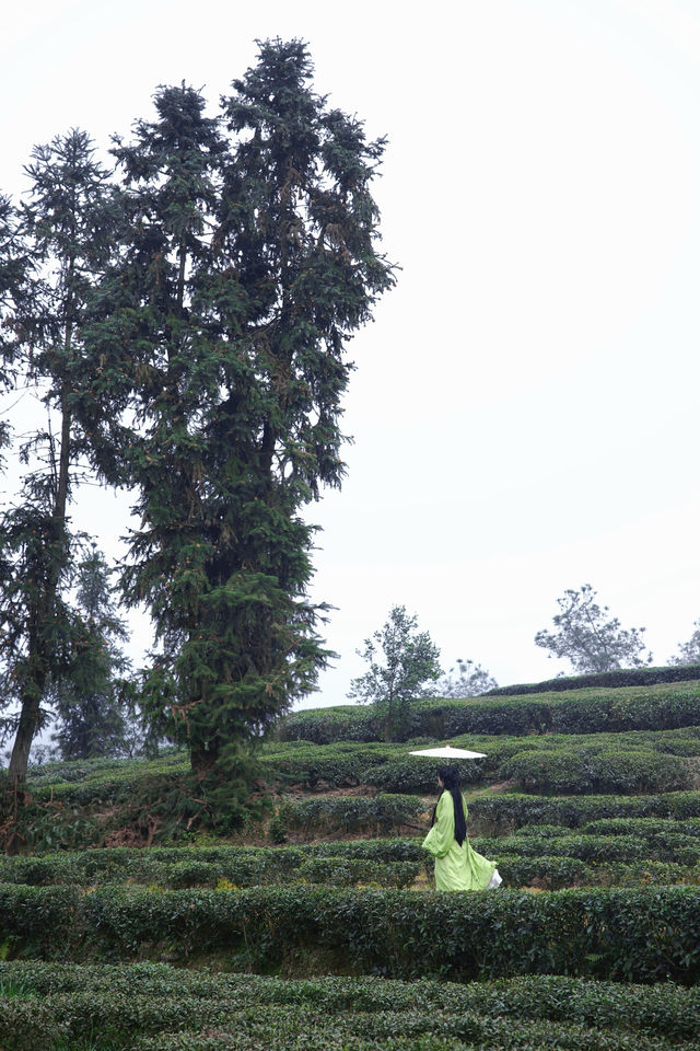 春衫薄，茶山綠體驗一下採茶的樂趣