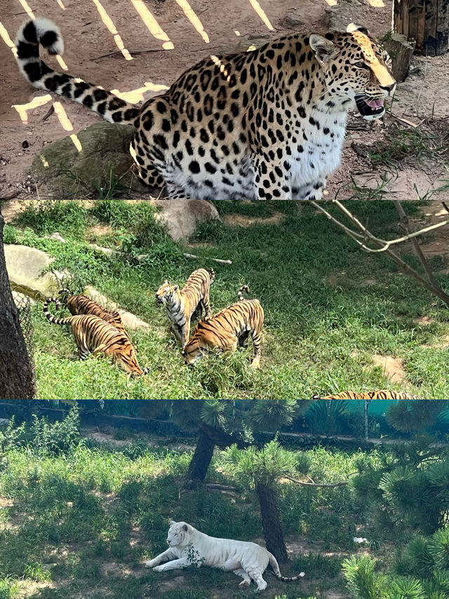 聽勸實話實說！威海西霞口神雕山動物園紅黑榜