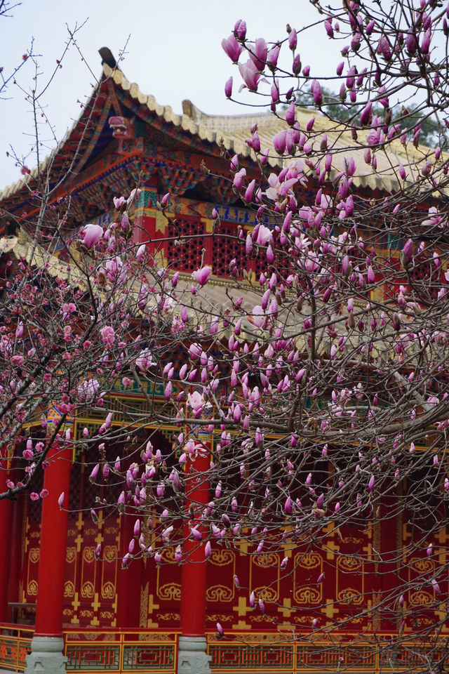 千年古寺裡玉蘭花開啦，還可以免費拍照遛娃看梅花鹿；