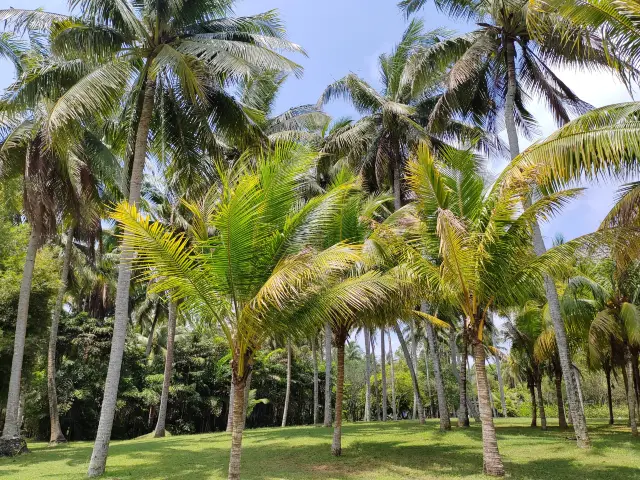 Just found out there are so many varieties of coconuts~ Hainan Wenchang Coconut Grand View Garden