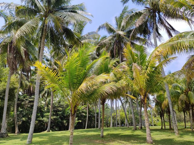 才知道椰子有那麼多品種～海南文昌椰子大觀園
