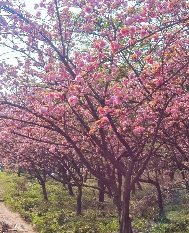 右二村晚櫻園