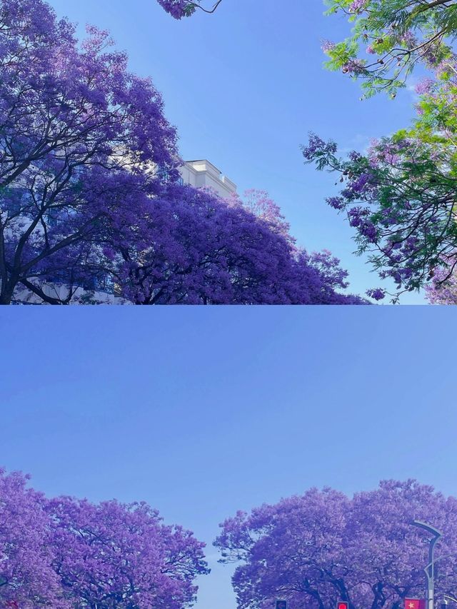 西昌| 🟣絕美藍花楹 保姆級遊玩攻略～
