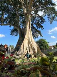 巴厘島|烏布小眾景點Bayan Ancient Tree