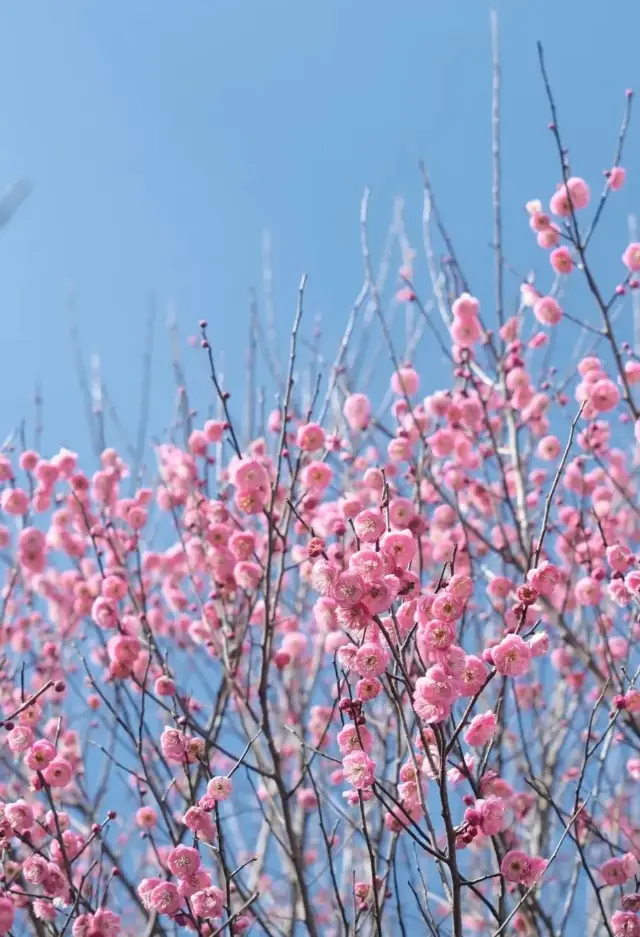 （お気に入り）春のロマンスを開花させ、春の訪れを感じる梅の花を楽しむ旅に出かけましょう～