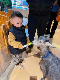 江門人均30多就可以近距離接觸超多動物