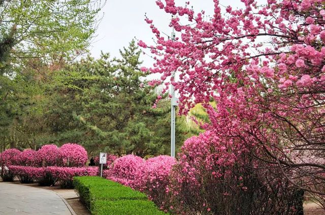 內蒙古呼市賞花好去處！