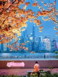 Cherry Blossoms surrounding North Bund 🇨🇳