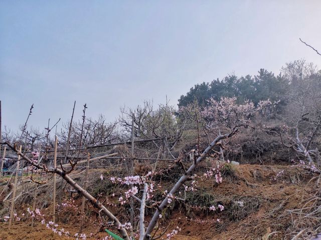 春日去走走山間小道