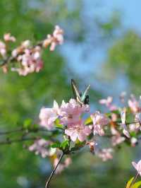成都棠湖公園「柔枝恰恰語流鶯，西府名花冠蜀城