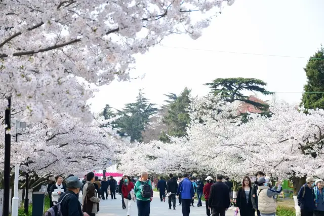 Qingdao Zhongshan Park invites you to enjoy the cherry blossoms