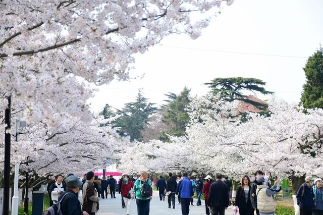 青島中山公園邀您來賞櫻花