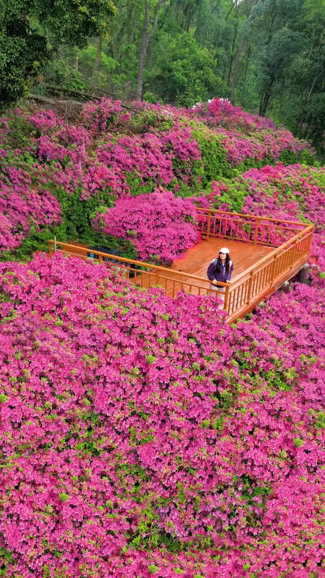 이것은 정말로 우한에서 꽃을 감상하는 최고의 도보 여행지입니다