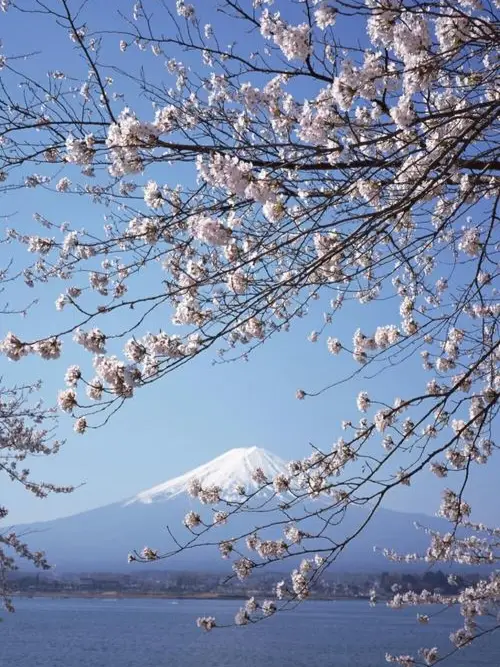 富士山で桜を観賞する