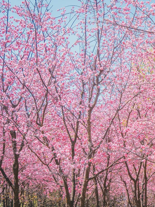 自駕雲南｜昆明周邊小眾賞花踏青好去處：鄭和公園