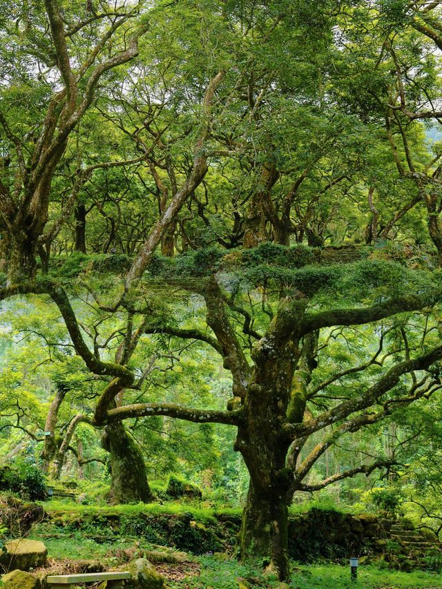 廣州邓山觀星小鎮的古榄園，一個連本地人都鮮為人知的綠意天地