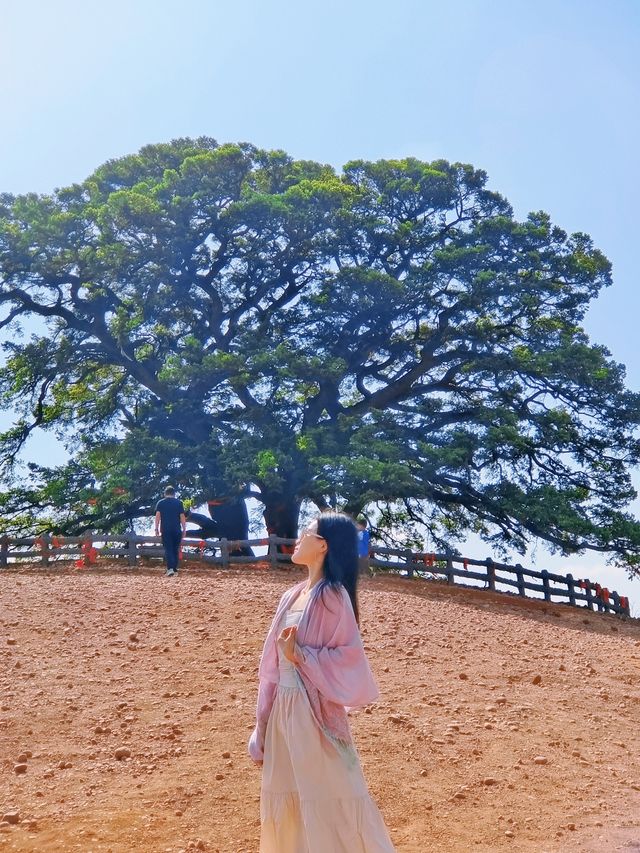 東川紅土地