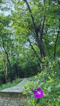 銀湖山郊野公園徒步
