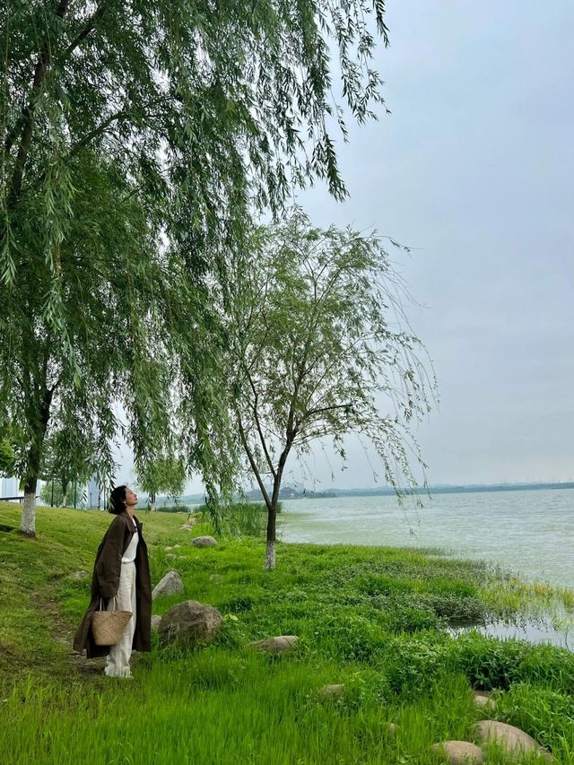 長沙松雅湖偶遇故事裡的小黃花