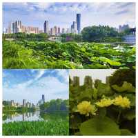 位於市中心城區（二環線內）的“世外桃源”——沙湖公園，賞荷賞景的天花板