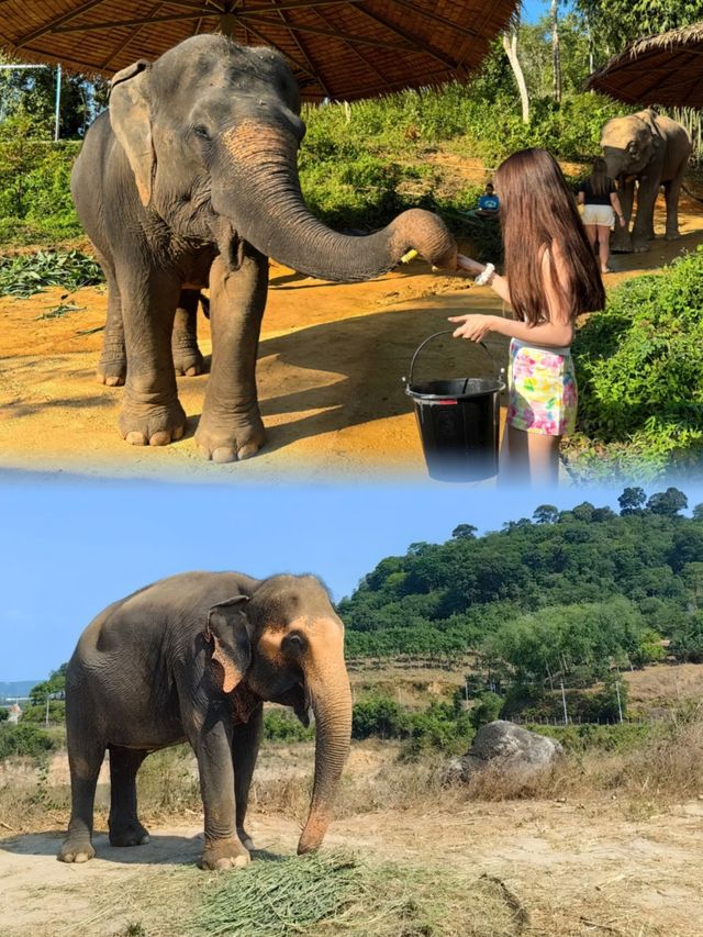 普吉島可以親近大象和大象愉快玩耍的親子營地