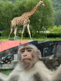哈爾濱北方動物園，暑假溜娃好去處