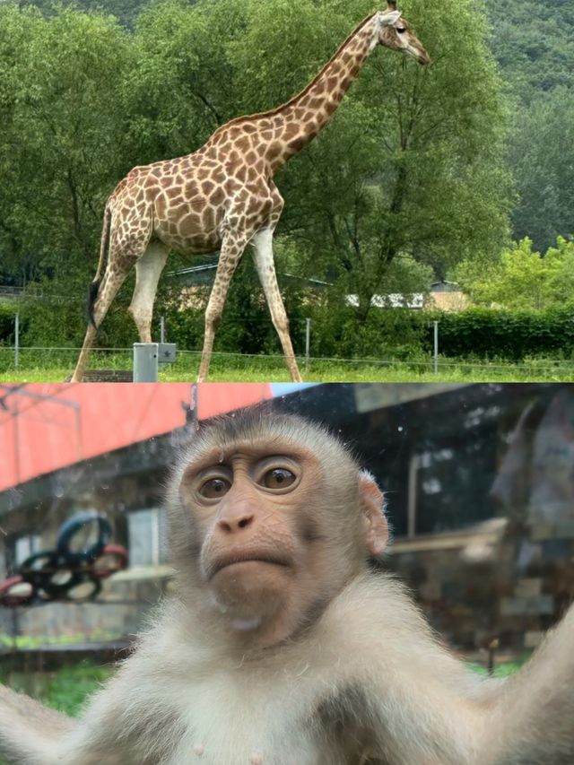 哈爾濱北方動物園，暑假溜娃好去處
