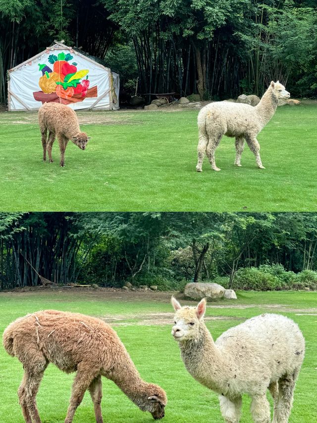 不用去大理這是廣東惠州有風的地方|||