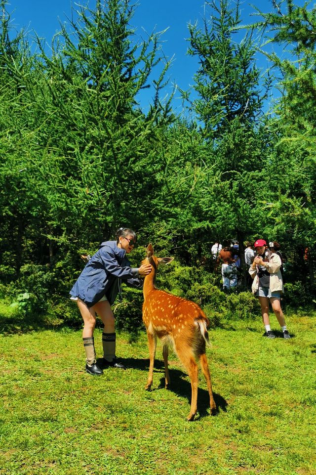 林深時見鹿 甘肅蘭州附近的高山鹿場與梅花親密接觸