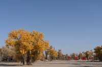 塔里木胡楊林公園旅遊攻略。