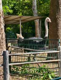 綠野仙蹤,動物樂園 —— 濟南動物園的奇妙探險。